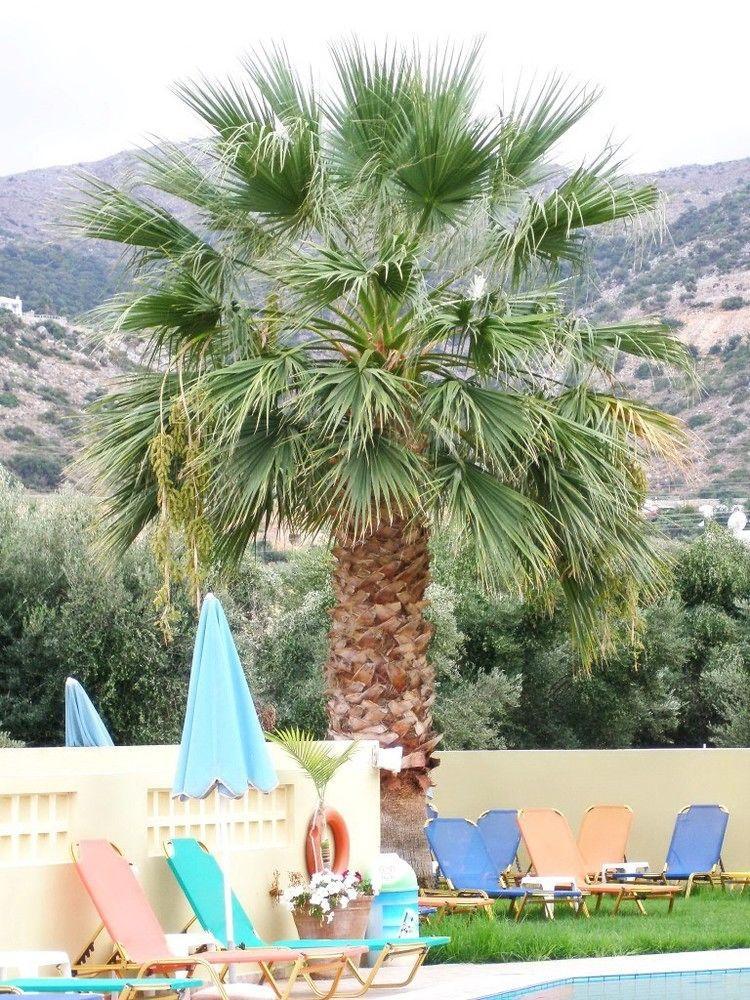 Stelios Apartments Malia  Exterior photo